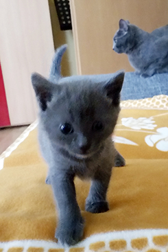 Chartreux Kitten