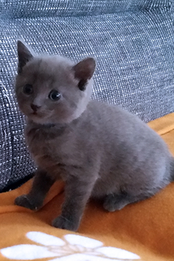 Chartreux Kitten
