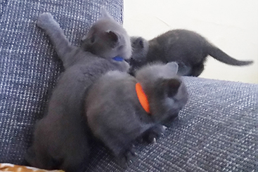 Chartreux Kitten