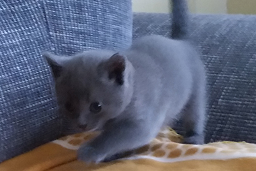 Chartreux Kitten