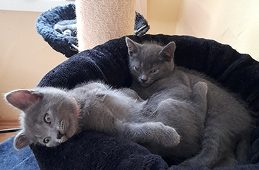 Chartreux Kitten