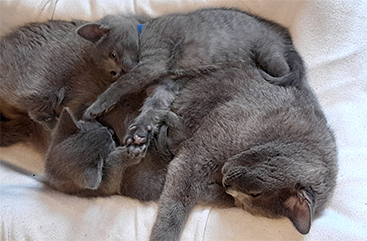 Chartreux Kitten