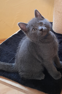 Chartreux Kitten