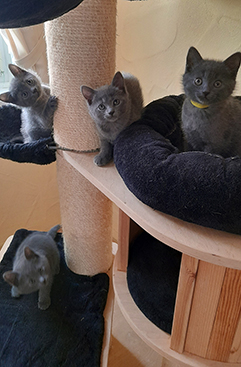 Chartreux Kitten