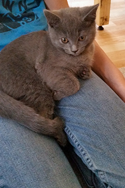 Chartreux Kitten
