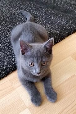 Chartreux Kitten