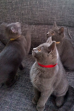Chartreux Kitten