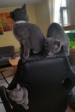 Chartreux Kitten