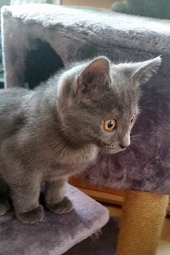 Chartreux Kitten