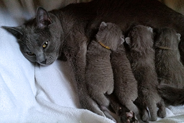 Chartreux Kitten