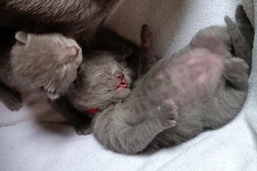 Chartreux Kitten