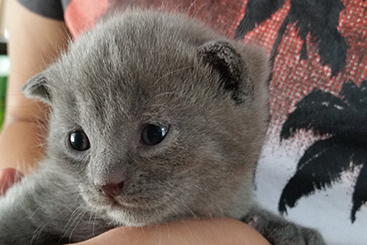 Chartreux Kitten