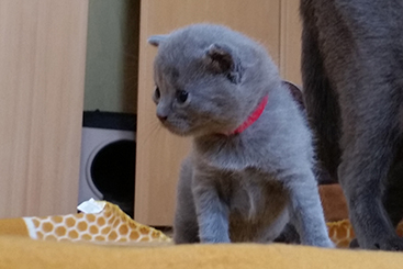 Chartreux Kitten