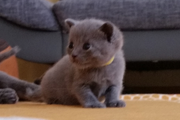 Chartreux Kitten