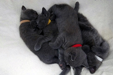 Chartreux Kitten