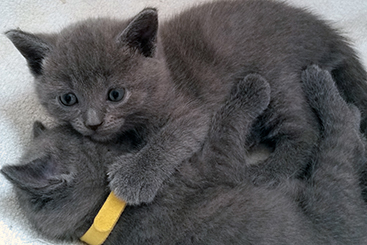 Chartreux Kitten