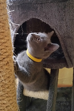 Chartreux Kitten