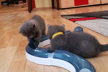 Chartreux Kitten