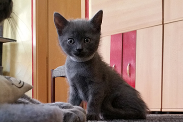 Chartreux Kitten