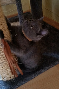 Chartreux Kitten