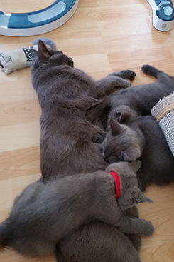 Chartreux Kitten