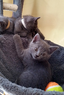 Chartreux Kitten