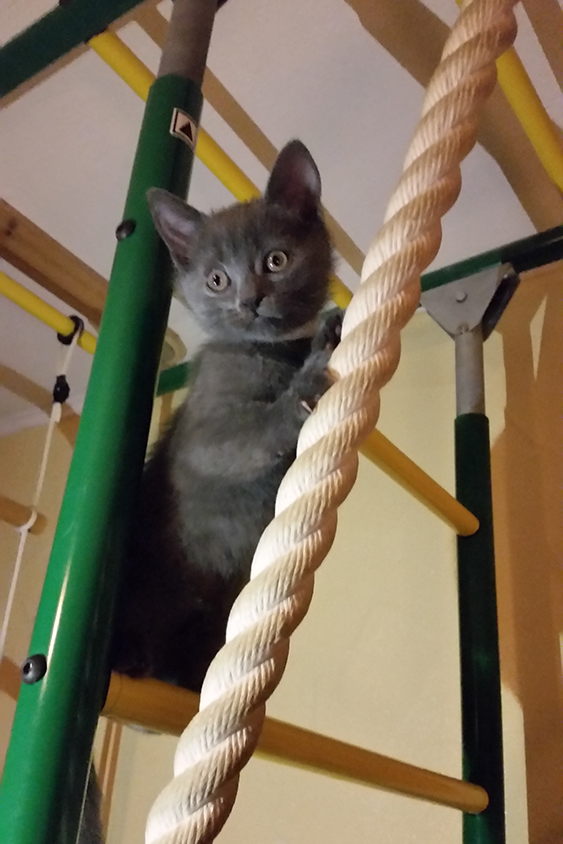 Chartreux Kitten