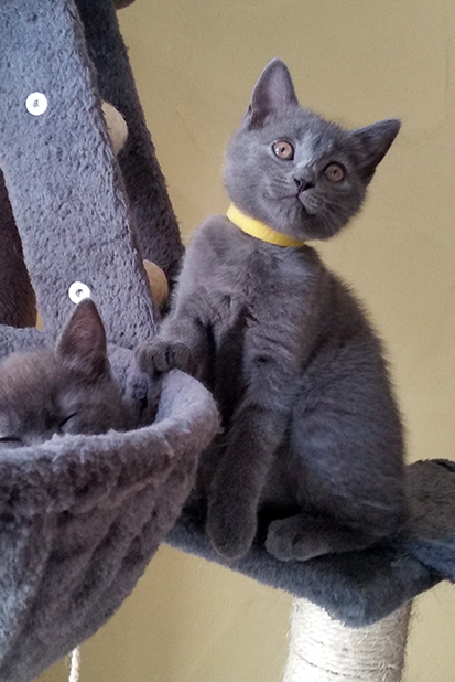 Chartreux Kitten