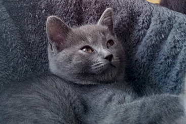 Chartreux Kitten