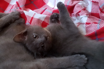 Chartreux Kitten