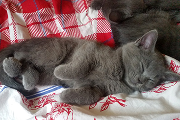 Chartreux Kitten