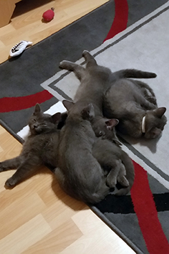 Chartreux Kitten