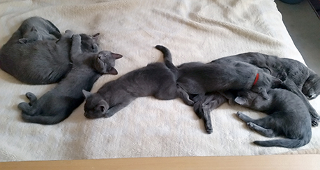 Chartreux Kitten