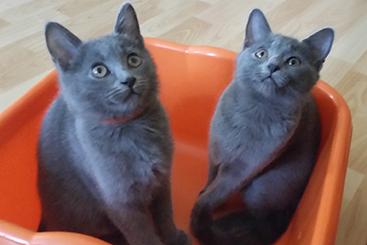 Chartreux Kitten