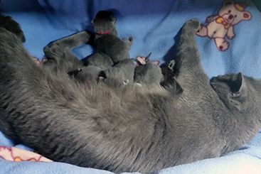 Chartreux Kitten