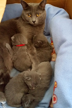 Chartreux Kitten