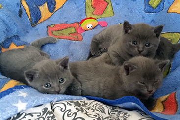 Chartreux Kitten