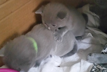Chartreux Kitten