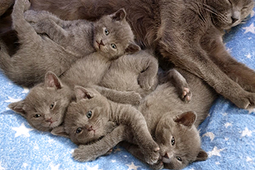 Chartreux Kitten