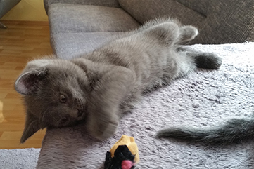 Chartreux Kitten