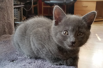 Chartreux Kitten