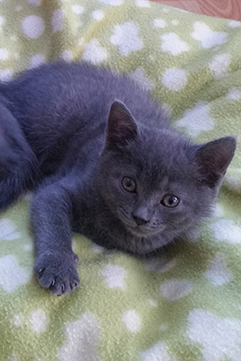 Chartreux Kitten