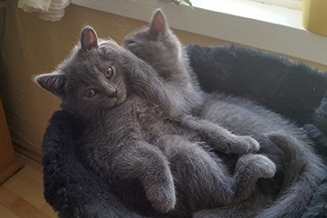 Chartreux Kitten