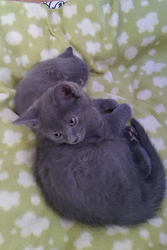 Chartreux Kitten