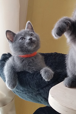 Chartreux Kitten