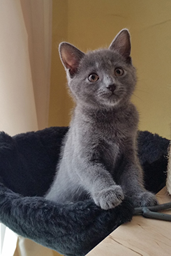 Chartreux Kitten