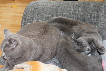 Chartreux Kitten