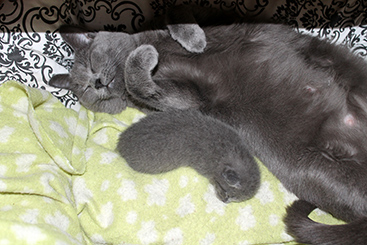 Chartreux Kitten