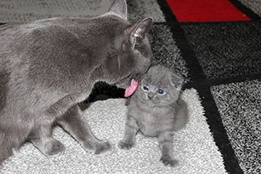 Chartreux Kitten