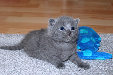 Chartreux Kitten